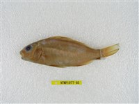 藏品(四線列牙鯻)的圖片